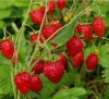 Strawberry Four Seasons 